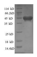 Rat Kinesin-like protein KIF1C (Kif1c) Recombinant Protein, Rattus norvegicus (Rat), E.coli, N-terminal 6xHis-SUMO-tagged, 46.1 kDa, purity >≥ 90% as determined by SDS-PAGE.