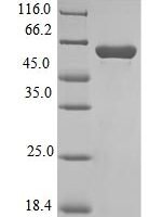 Bacillus methanolicus NAD-dependent methanol dehydrogenase (mdh) Recombinant Protein, N-10His-SUMO/C-Myc - BioCrest Sci