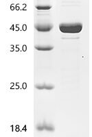 Enterobacteria phage P1 Recombinase cre(cre) Recombinant Protein - BioCrest Sci