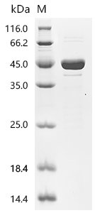 Enterobacteria phage P1 Recombinase cre(cre) Recombinant Protein, Escherichia phage P1 (Bacteriophage P1), E.coli, C-terminal 6xHis-tagged, 45.5 kDa, purity >≥ 90% as determined by SDS-PAGE.