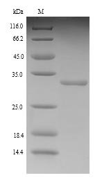 Rat Kinesin-like protein KIF1C (Kif1c), partial Recombinant Protein, Rattus norvegicus (Rat), Yeast, N-terminal 6xHis-tagged, 32.1 kDa, purity >≥ 90% as determined by SDS-PAGE.