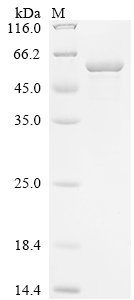 Human Kinesin-1 heavy chain (KIF5B), partial Recombinant Protein, N-10His, Homo sapiens (Human), E.coli, N-terminal 10xHis-tagged, 54.9 kDa, purity >≥ 85% as determined by SDS-PAGE.