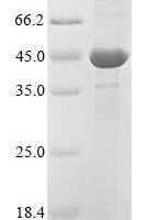 Oryza sativa subsp. japonica Mitogen-activated protein kinase 5 (MPK5) Recombinant Protein - BioCrest Sci