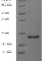 Geobacillus stearothermophilus Gellan lyase, partial Recombinant Protein, N-His, aa 1–204, Yeast - BioCrest Sci