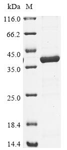 Legionella pneumophila Aspartate-semialdehyde dehydrogenase (asd) Recombinant Protein, Legionella pneumophila, E.coli, N-terminal 6xHis-tagged, 41.8 kDa, purity >≥ 85% as determined by SDS-PAGE.