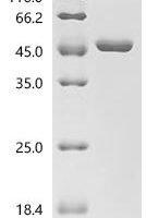 Bacillus methanolicus NAD-dependent methanol dehydrogenase (mdh) Recombinant Protein, C-His - BioCrest Sci