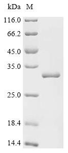 Enterobacteria phage T4 NAD--protein ADP-ribosyltransferase modA (modA) Recombinant Protein, Enterobacteria phage T4 (Bacteriophage T4), E.coli, C-terminal 6xHis-tagged, 30.3 kDa, purity >≥ 95% as determined by SDS-PAGE.