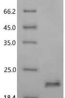 Oryza sativa subsp. japonica Mini zinc finger protein 1 (MIF1) Recombinant Protein - BioCrest Sci