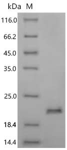Oryza sativa subsp. japonica Mini zinc finger protein 1 (MIF1) Recombinant Protein, Oryza sativa subsp. japonica (Rice), E.coli, C-terminal 6xHis-tagged, 17.8 kDa, purity >≥ 95% as determined by SDS-PAGE.
