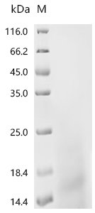 Escherichia coli O6:H1 DNA-binding protein HU-alpha (hupA) Recombinant Protein, Escherichia coli O6:H1 (strain CFT073 / ATCC 700928 / UPEC), Yeast, C-terminal 6xHis-tagged, 11.0 kDa, purity >≥ 95% as determined by SDS-PAGE.