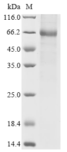Saguinus oedipus Kallikrein-15 (KLK15) Recombinant Protein, Saguinus oedipus (Cotton-top tamarin), Mammalian cell, C-terminal hFc1-tagged, 54.8 kDa, purity >≥ 85% as determined by SDS-PAGE.