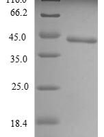 Mouse Toll-like receptor 7 (Tlr7), partial Recombinant Protein, N-10His/C-Myc, aa 27–348, E.coli - BioCrest Sci