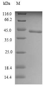 Mouse Toll-like receptor 7 (Tlr7), partial Recombinant Protein, N-10His/C-Myc, aa 27–348, E.coli, Mus musculus (Mouse), E.coli, N-terminal 10xHis-tagged and C-terminal Myc-tagged, 43.8 kDa, purity >≥ 85% as determined by SDS-PAGE.