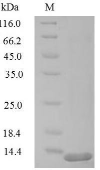 Human Replication factor C subunit 1 (RFC1), partial Recombinant Protein, N-His, Homo sapiens (Human), Yeast, N-terminal 6xHis-tagged, 11.8 kDa, purity >≥ 90% as determined by SDS-PAGE.
