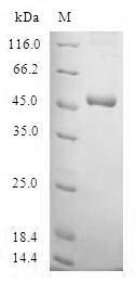 Human Protein SSX4 (SSX4) Recombinant Protein, Homo sapiens (Human), E.coli, N-terminal GST-tagged, 48.9 kDa, purity >≥ 90% as determined by SDS-PAGE.