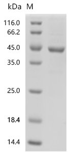 Escherichia coli O157:H7 Hydrogenase 3 maturation protease (hycI) Recombinant Protein, N-His-GST, Escherichia coli O157:H7, E.coli, N-terminal 6xHis-GST-tagged, 48.6 kDa, purity >≥ 85% as determined by SDS-PAGE.