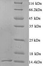 Pinctada fucata N16.1 matrix protein Recombinant Protein, N-His, Pinctada fucata (Akoya pearl oyster) (Pinctada imbricata fucata), Yeast, N-terminal 6xHis-tagged, 14.9 kDa, purity >≥ 90% as determined by SDS-PAGE.