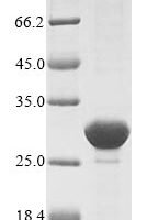 Escherichia coli ATP-dependent Clp protease proteolytic subunit (clpP) Recombinant Protein - BioCrest Sci
