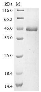 Human T-cell immunoglobulin and mucin domain-containing protein 4 (TIMD4), partial Recombinant Protein, Homo sapiens (Human), E.coli, N-terminal 10xHis-tagged, 37.4 kDa, purity >≥ 85% as determined by SDS-PAGE.