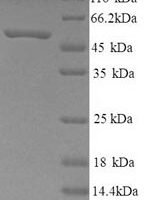 Human Neuropeptide FF receptor 2(NPFFR2) Recombinant Protein - BioCrest Sci