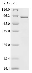 Human Protein boule-like (BOLL) Recombinant Protein, N-His-GST, Homo sapiens (Human), E.coli, N-terminal 6xHis-GST-tagged, 62.8 kDa, purity >≥ 85% as determined by SDS-PAGE.