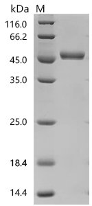 Rat Interleukin-2 (Il2) Recombinant Protein, C-hFc1, Rattus norvegicus (Rat), Mammalian cell, C-terminal hFc1-tagged, 44.4 kDa, purity >≥ 95% as determined by SDS-PAGE.≥ 95% as determined by SEC-HPLC.