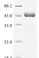 Human Bcl-2-related protein A1 (BCL2A1) Recombinant Protein - BioCrest Sci