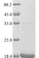 Griffithsia sp. Griffithsin (X31S) Recombinant Protein, N-10His/C-Myc - BioCrest Sci