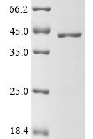 Mouse 60S ribosomal protein L7 (Rpl7) Recombinant Protein - BioCrest Sci