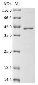 Mouse 60S ribosomal protein L7 (Rpl7) Recombinant Protein, Mus musculus (Mouse), E.coli, N-terminal 10xHis-tagged and C-terminal Myc-tagged, 38.9 kDa, purity >≥ 85% as determined by SDS-PAGE.