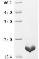 Bartonella quintana 10 kDa chaperonin (groES) Recombinant Protein - BioCrest Sci