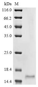Medicago truncatula LysM domain protein (MTR_4g091010) Recombinant Protein, Medicago truncatula (Barrel medic) (Medicago tribuloides), E.coli, N-terminal 10xHis-tagged and C-terminal Myc-tagged, 14.1 kDa, purity >≥ 85% as determined by SDS-PAGE.