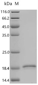 Human Fibroblast growth factor 1 (FGF1) Recombinant Protein, N-His, aa 16–155, Yeast, Homo sapiens (Human), Yeast, N-terminal 6xHis-tagged, 17.3 kDa, purity >≥ 95% as determined by SDS-PAGE.