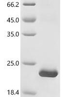 Cylas formicarius Odorant binding protein (OBP1) Recombinant Protein - BioCrest Sci