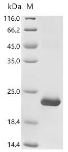 Cylas formicarius Odorant binding protein (OBP1) Recombinant Protein, Cylas formicarius (sweet potato weevil), E.coli, C-terminal 6xHis-tagged, 20.1 kDa, purity >≥ 90% as determined by SDS-PAGE.