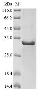 Human Phosphatidylinositol 4,5-bisphosphate 3-kinase catalytic subunit gamma isoform (PIK3CG), partial Recombinant Protein, Homo sapiens (Human), E.coli, N-terminal 10xHis-tagged and C-terminal Myc-tagged, 35.4 kDa, purity >≥ 85% as determined by SDS-PAGE.