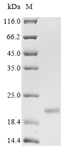 Woodchuck hepatitis B virus Protein X (X) Recombinant Protein, N-His, aa 1–141, Yeast, Woodchuck hepatitis B virus (isolate 8) (WHV), Yeast, N-terminal 6xHis-tagged, 16.6 kDa, purity >≥ 85% as determined by SDS-PAGE.