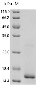 Mouse Protransforming growth factor alpha (Tgfa), partial Recombinant Protein, C-His, Mus musculus (Mouse), E.coli, C-terminal 6xHis-tagged, 12.5 kDa, purity >≥ 95% as determined by SDS-PAGE.