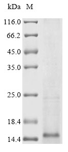 Escherichia coli O157:H7 Major curlin subunit (csgA) Recombinant Protein, Escherichia coli O157:H7, Yeast, C-terminal 6xHis-tagged, 14.6 kDa, purity >≥ 85% as determined by SDS-PAGE.