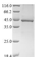 Mouse Guanine nucleotide-binding protein G (i) subunit alpha-2 (Gnai2) Recombinant Protein, N-10His/C-Myc - BioCrest Sci