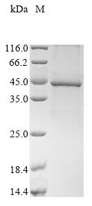 Mouse Guanine nucleotide-binding protein G (i) subunit alpha-2 (Gnai2) Recombinant Protein, N-10His/C-Myc, Mus musculus (Mouse), Baculovirus, N-terminal 10xHis-tagged and C-terminal Myc-tagged, 44.2 kDa, purity >≥ 85% as determined by SDS-PAGE.