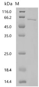 Human Histidine decarboxylase (HDC), partial Recombinant Protein, N-10His/C-Myc, Homo sapiens (Human), E.coli, N-terminal 10xHis-tagged and C-terminal Myc-tagged, 61.3 kDa, purity >≥ 90% as determined by SDS-PAGE.