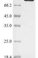 Mouse Synaptotagmin-like protein 1 (Sytl1) Recombinant Protein - BioCrest Sci