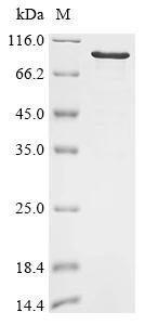 Mouse Synaptotagmin-like protein 1 (Sytl1) Recombinant Protein, Mus musculus (Mouse), E.coli, N-terminal 6xHis-SUMO-tagged, 75.3 kDa, purity >≥ 85% as determined by SDS-PAGE.