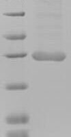 Human Meteorin-like protein (METRNL) Recombinant Protein, N-His-Myc - BioCrest Sci