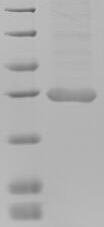 Human Meteorin-like protein (METRNL) Recombinant Protein, N-His-Myc, Homo sapiens (Human), Mammalian cell, N-terminal 6xHis-Myc-tagged, 34.0 kDa, purity >≥ 90% as determined by SDS-PAGE.