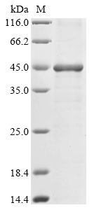 Human Artemin (ARTN) Recombinant Protein, Homo sapiens (Human), E.coli, N-terminal 10xHis-GST-tagged and C-terminal Myc-tagged, 47.1 kDa, purity >≥ 85% as determined by SDS-PAGE.