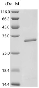 Mouse Secreted phosphoprotein 24 (Spp2) Recombinant Protein, C-His, Mus musculus (Mouse), E.coli, C-terminal 6xHis-tagged, 27.5 kDa, purity >≥ 90% as determined by SDS-PAGE.