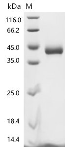 Human Killer cell immunoglobulin-like receptor 3DL3 (KIR3DL3), partial Recombinant Protein, C-10His, Homo sapiens (Human), Mammalian cell, C-terminal 10xHis-tagged, 33.8 kDa, purity >≥ 95% as determined by SDS-PAGE.