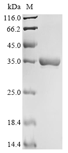Escherichia coli Cell division protein ZapD (zapD) Recombinant Protein, Escherichia coli (strain K12), E.coli, N-terminal 10xHis-tagged and C-terminal Myc-tagged, 35.7 kDa, purity >≥ 90% as determined by SDS-PAGE.